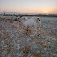 فروش کهره نر|حیوانات مزرعه|شیراز, کفترک|دیوار