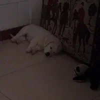 واگذاری سگ شیتزو تریر