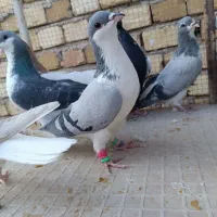 کبوتر|پرنده|دشتابی, |دیوار