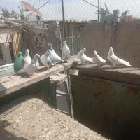 کبوتر پرشی