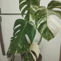 فروش گل|گل و گیاه طبیعی|مشگین شهر, |دیوار