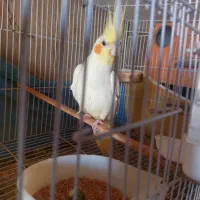 عروس هلندی