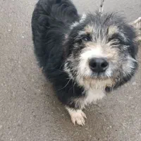 سگ پاپی خشکل تربیت شده