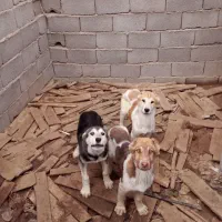 سگ خراسانی