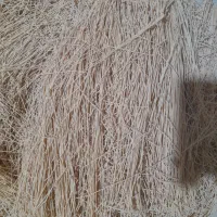 رشته محلی