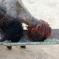 بره ماده کله زنگ