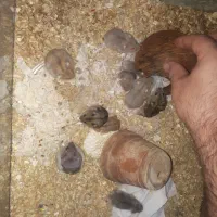 همستر کمپل گلد