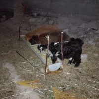 کهره و بره نر و ماده