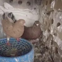 حراج حراج حراج|حراج|تایباد, |دیوار