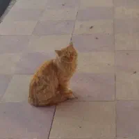 گربه ی خوشگل و ناز