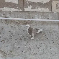 کفتر پرشی 2عددپاکستانی 2عددشازده 1عدوکت بوشهری|پرنده|امیدیه, |دیوار