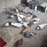 شادگان|پرنده|شادگان, |دیوار