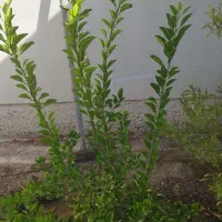 گل و نهال لیمو