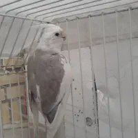 عروس ماده البینو دوکت