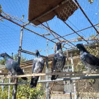 تعدادی کبوتر|پرنده|تهران, امیریه|دیوار