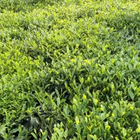 کارگاه چایسازی خوش نوش