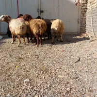 میش آبستن بره ماده