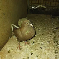 قاره سرخ درجه یک نر|پرنده|کوهدشت, |دیوار
