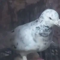 ماده هفترنگ