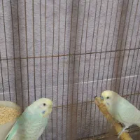 مرغ عشق رنگین کمانی و جوجه دستی