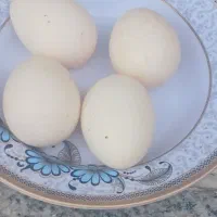 بوقلمون|پرنده|بناب, |دیوار