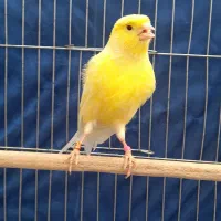 قناری نر یلو قرص حنجره دار حلقه پا
