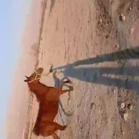 اسب دره شور|اسب و تجهیزات اسب‌سواری|خفر, |دیوار