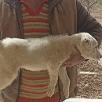 آلابای روسی