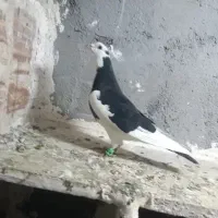 پرنده|پرنده|خرمآباد, |دیوار