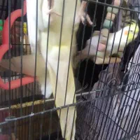 4عدد عروس هلندی|پرنده|خمینیشهر, |دیوار