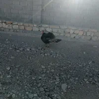 بوقلمون|حیوانات مزرعه|کوهدشت, |دیوار