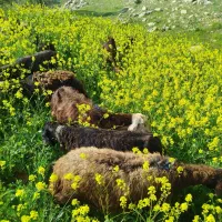 میش و بره فروشی