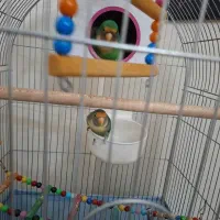 طوطی برزیلی نرو ماده
