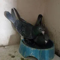 کبوتر مسافتی