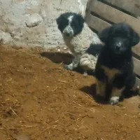 قدرجونی توله سگ گله ای