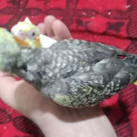 درخدمتم|پرنده|آبیک, |دیوار