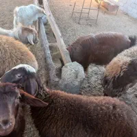 بزغاله نر کشتاری