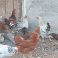 مرغ وخروس روستایی جوان|حیوانات مزرعه|مرند, |دیوار