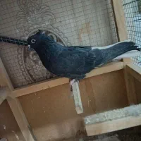 کفتر|پرنده|مشهد, شیرحصار|دیوار