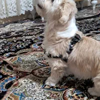 سگ خانگی