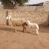 گوسفند مطفل|حیوانات مزرعه|حمیدیه, |دیوار