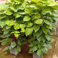 گل وگیاه آرکا نشتیفان فولاد پنجه|گل و گیاه طبیعی|خواف, |دیوار