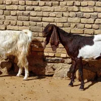 تی بز پاکستانی|حیوانات مزرعه|خرم‌آباد, |دیوار