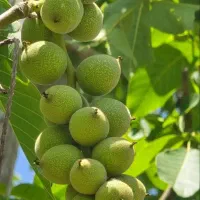 نهالفروشی آرش محمدپور|خدمات باغبانی و درختکاری|خرمآباد, |دیوار