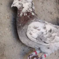 فروش چند عدد حیون کار درست|پرنده|سیرجان, |دیوار