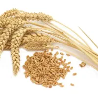 خرید و فروش کاه و  گندم امید نونی و پیشگام