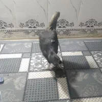 مرغ محلی|حیوانات مزرعه|خاش, |دیوار