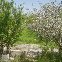 باغ میوه دهنو راه|فروش زمین و ملک کلنگی|نهاوند, |دیوار