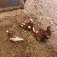 کفتر پلنگی قرمز