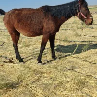 ماده یون یورقه جوان بسیار مهربان و آروم